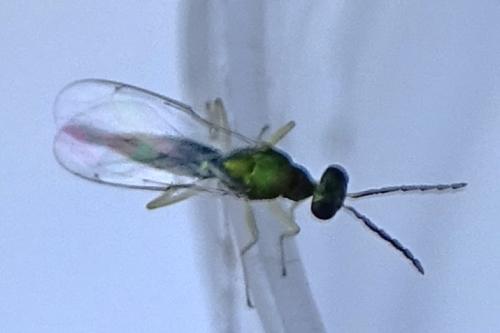 Sympiesis dolichogaster